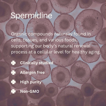 Text about spermidine with a background of circular organic shapes
